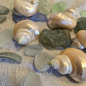 May include: An assortment of seashells and sea glass in various colors. The seashells are a light tan color with a pearlescent sheen. The sea glass pieces are shades of green, blue, and clear.