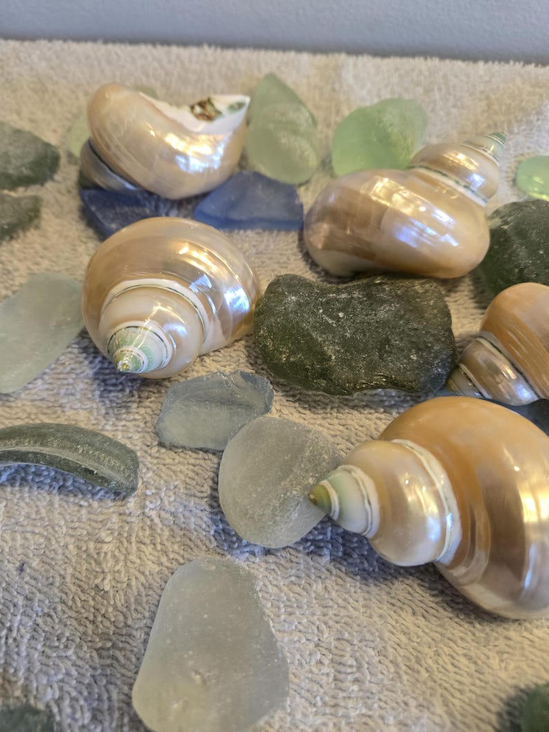 May include: An assortment of seashells and sea glass in various colors. The seashells are a light tan color with a pearlescent sheen. The sea glass pieces are shades of green, blue, and clear.