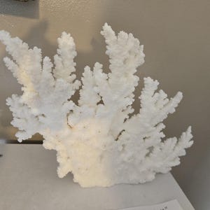 Real  Branch Coral  Reef Natural Medium to Large approx. 10 1/2 to 14&quot; inch Nautical Decor,Wedding Table Decor,Centerpiece