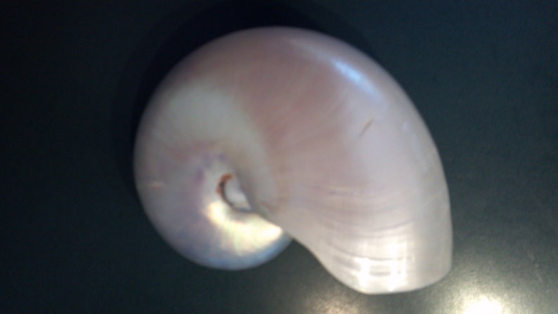 Pearl Nautilus Shell 2 a 5 4,5 a 5,5 o 5 a 6 pulgadas de tamaño 13 a 20 cm 1 pieza Blanco Pearlized Nautilus Shell Beach Decor, Artesanía imagen 4