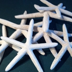 40 Pencil starfish 4 to 5 - 4 to 5 1/2 4 to 6 or 4.5 to 6&quot; inches Bulk Finger Starfish  White Beach Nautical Decor ,Crafts,Weddings,Hair Art