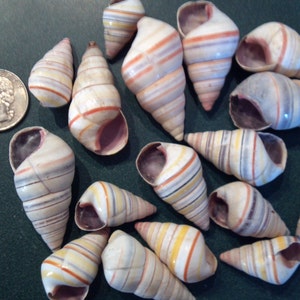 Haitian Tree Snail Seashell 5 to 100 Pcs Candy Cane Candy Snail Shells ...