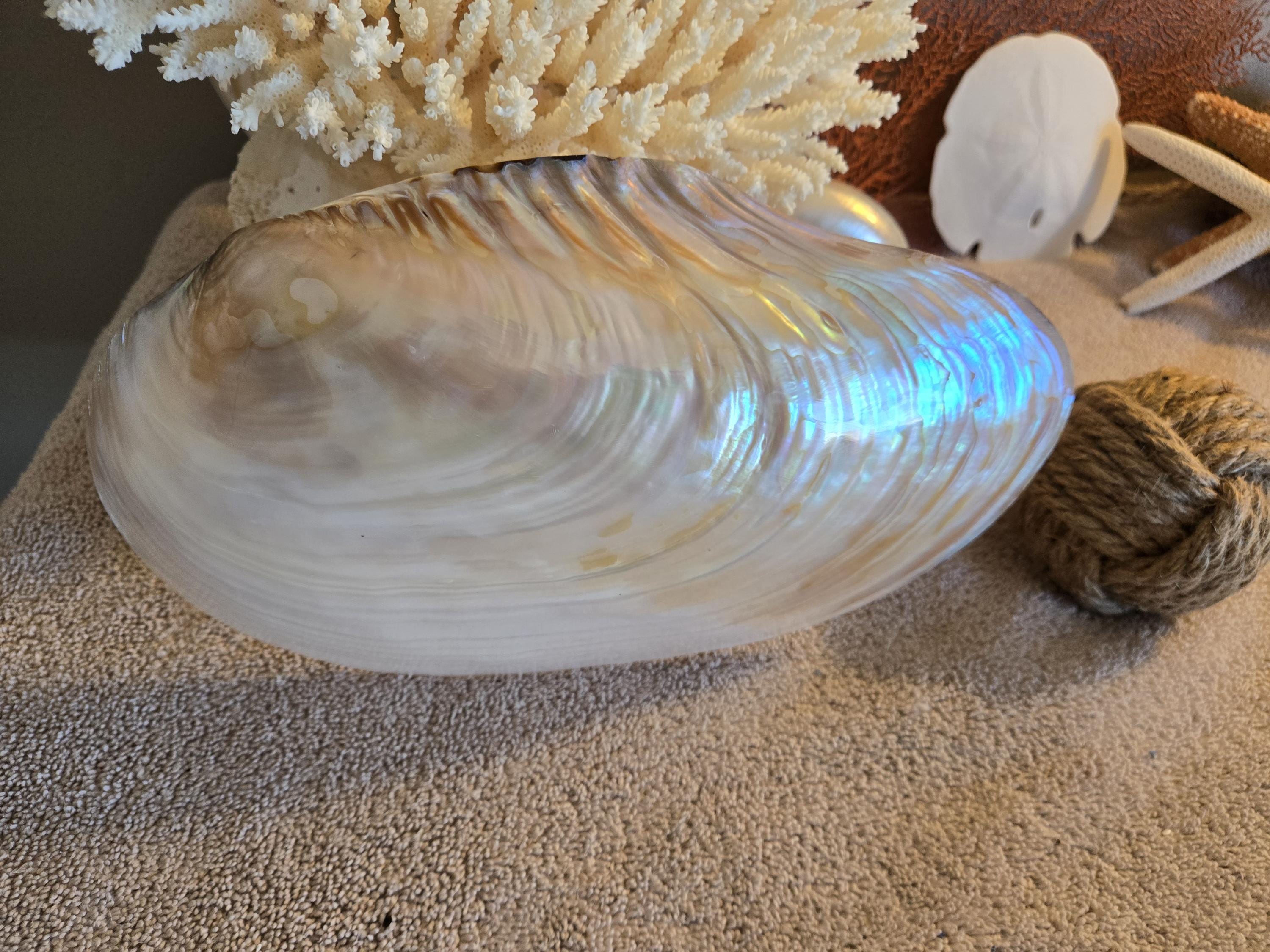 XL Xxl Mother of Pearl Mop Shell Clam Iridescent Extra Large 