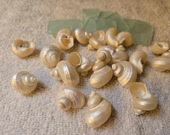 Pearl Turbo Shells  1 to 200 pieces Snail Iridescent Gold/Silver. Sizes- (5/8 to 1 1/4")  •Beach Wedding • Crafts • Jewelry
