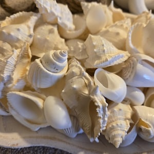 Conchas brancas polidas sortidas para casamento - Frete grátis para os EUA - Cor off-white - Ideais para casamentos com tema praiano, artesanato, decoração de mesa, decoração de casa, penteados e joias.