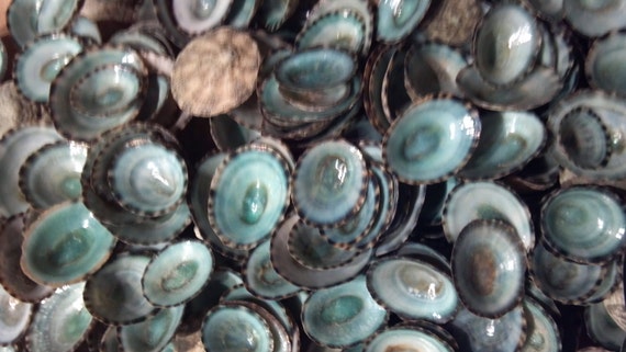 ~ Seashells ~ Shellcraft ~ Sailor/'s Valentines ~ 20 ~ Blue-Green Limpet Shells