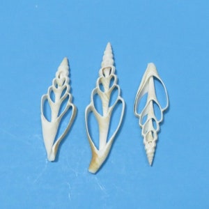 May include: Three delicate, cream-colored seashells with intricate, openwork designs are arranged against a solid blue background. The shells have a spiral or elongated shape, with a textured surface and varying shades of tan and cream.