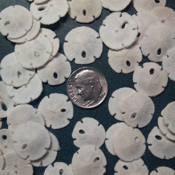 1 to 100 pcs Sanddollar Sandollar Sand Dollars White 1/2" to 1 1/4" inch arrowhead Sand Dollars favor beach Theme Weddings,Craft,jewelry