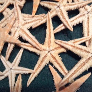 Può includere: Un gruppo di stelle marine beige con strisce marroni su una superficie verde scuro. Le stelle marine sono disposte in modo casuale, con alcune che si sovrappongono.