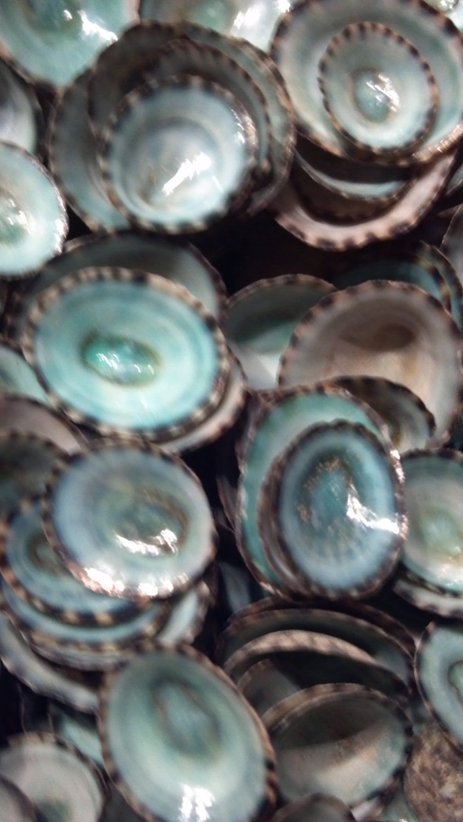 5 to 100 Blue Limpet Shells Seashell Aqua Blue Teal Green Limpet 1/2 ...