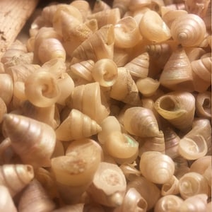 May include: A close-up of a pile of small, white seashells. The shells are smooth and have a pearly sheen. They are arranged in a random pattern.