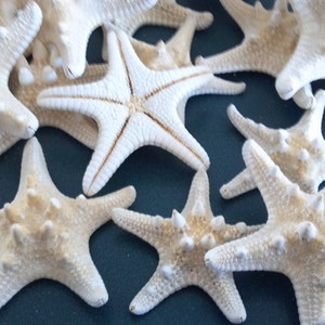 Pode incluir: Uma coleção de estrelas do mar brancas com uma superfície texturizada. As estrelas do mar estão dispostas sobre um fundo azul escuro.