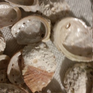 10 to 75 Abalone Shells Second Quality Wedding Free US Ship 75 Pearlized  Seashell Silver 1 to 2 1/2 inch Beach Wedding Favors,Craft Supply