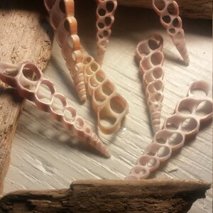 May include: A group of six small, delicate, light brown seashells with a unique, intricate, honeycomb-like pattern. The shells are arranged on a piece of driftwood.