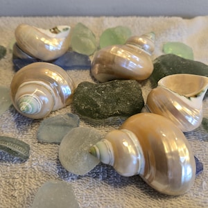 May include: Several pearlescent seashells with spiral patterns are scattered among pieces of sea glass in shades of blue, green, and gray. The shells and glass rest on a textured, light gray surface.
