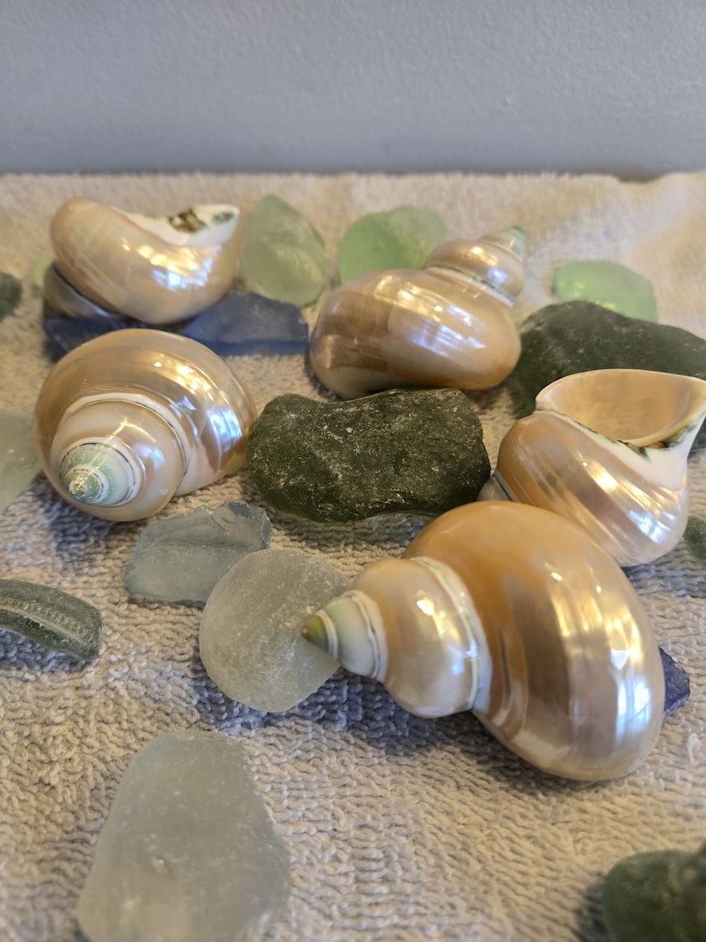 May include: Several pearlescent seashells with spiral patterns are scattered among pieces of sea glass in shades of blue, green, and gray. The shells and glass rest on a textured, light gray surface.