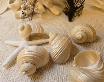 May include: A collection of six white seashells with a variety of shapes and textures. The shells have a pearlescent sheen and are arranged on a beige surface.