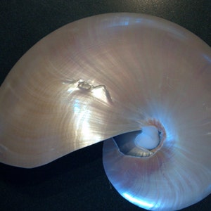 Pearl Nautilus Shell 2 a 5 4,5 a 5,5 o 5 a 6 pulgadas de tamaño 13 a 20 cm 1 pieza Blanco Pearlized Nautilus Shell Beach Decor, Artesanía imagen 5