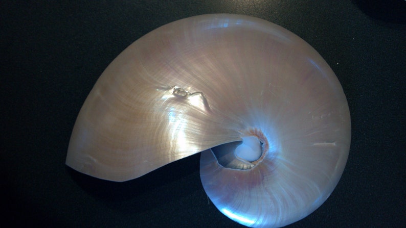 Pearl Nautilus Shell 2 a 5 4,5 a 5,5 o 5 a 6 pulgadas de tamaño 13 a 20 cm 1 pieza Blanco Pearlized Nautilus Shell Beach Decor, Artesanía imagen 5