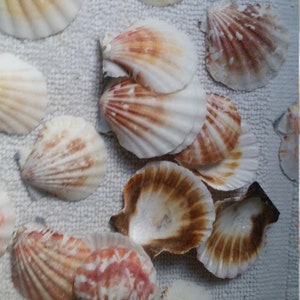 May include: A collection of various seashells, showcasing a range of colors from creamy white to warm brown and orange. The shells have textured, fan-like patterns, creating a natural and organic aesthetic. Ideal for coastal decor or craft projects.