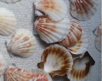 Pecten pectin vexillum Pastel Scallop shell 2nd Quality 5-100 pcs Sea Shell White Maroon Orange Pink Hues Wedding Beach craft Jewelry Favors