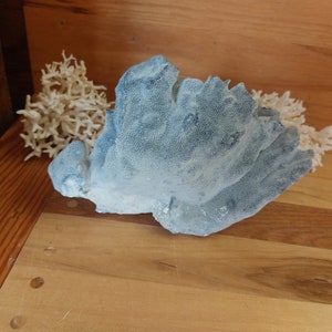 Reale Blue Ridge Coral Reef da piccolo a medio autentico corallo naturale da 6 a 9 1/2 pollici circa. Decorazione di vita marina, decorazione della tavola di nozze, centrotavola immagine 8