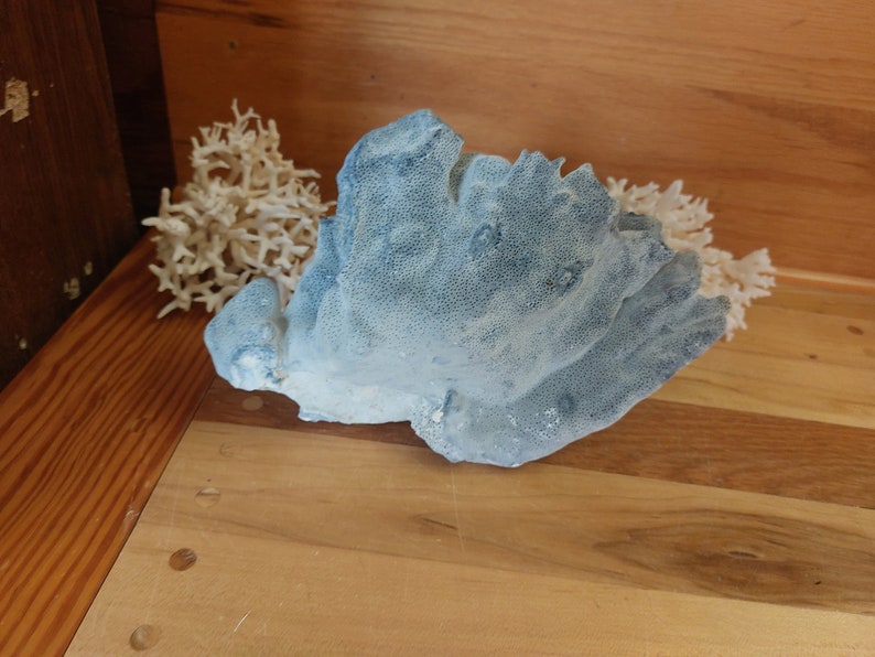 Real Blue Ridge Coral Reef Small to Medium Genuine Coral Natural 6 to 9 1/2 inches approx. sea life Decor,Wedding Table Decor,Centerpiece image 8