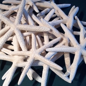 20 Finger Starfish Natural White 20 pieces 4 to 5 4 to 5 1/2 4 to 6 or 5 to 6 inch Beach Nautical Decor,Crafts,Weddings,Great for Home decor