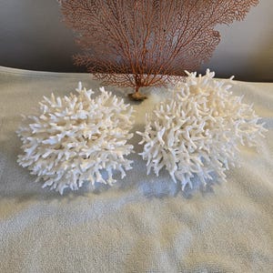 May include: Two white coral formations with intricate, branching structures are displayed on a light-coloured, textured surface. A brown, fan-shaped coral piece is positioned behind them, adding a contrasting element to the composition.