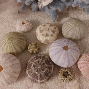 5 to 50 Variety Pack Sea Urchin Bulk  Pink Sea Urchin 1 to 3" inch Pink Purple Green Alfonzo Gates Sputnik Sea Urchin sealife seashell shell