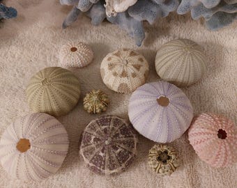 Puede incluir: Una colección de ocho erizos de mar en varios colores y patrones, incluyendo marrón, blanco, rosa y morado. Los erizos de mar están dispuestos sobre una superficie blanca.