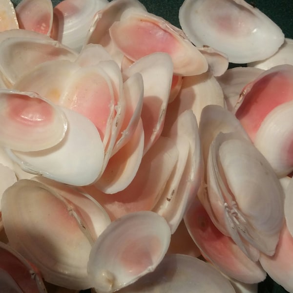 Rose Cups shells 5 to 100 pcs Small Medium Oval Rose cup Clam Cockle 1/2 to 2 inch 1.5-5 cm Seashells Wedding Favors,Crafts Supply jewelry