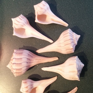 Beleuchtung Wellhornschnecken Muscheln Busycon Contrarum Seashell 15 Stück 1 bis 2 "Zoll Großhandelsstrand Dekor, Handwerk, Hochzeiten, Haus