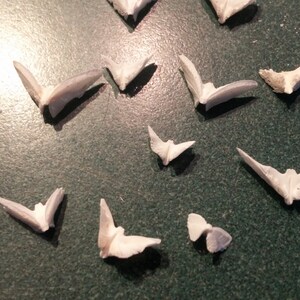 May include: A collection of white shark teeth, arranged on a green surface. The teeth are in various sizes and shapes, with some being more pointed than others.