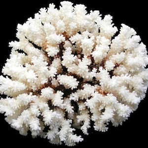 Real Coral Reef Large Brown Stem Coral Natural  3  to 5"  up to 7 to 9" or 8 1/2  to 11" inches approx. sea life Table Decor,Centerpiece