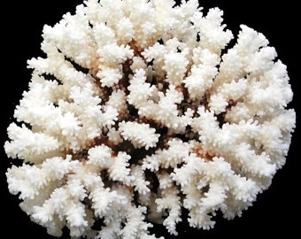 Real Coral Reef Large Brown Stem Coral Natural  3  to 5"  up to 7 to 9" or 8 1/2  to 11" inches approx. sea life Table Decor,Centerpiece