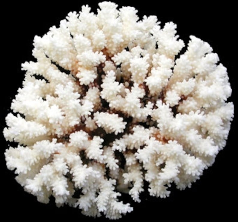 Real Coral Reef Large Brown Stem Coral Natural 5 X 7 6 Etsy