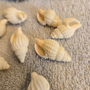 May include: A collection of small, off-white spiral seashells with textured, ridged surfaces and open apertures. The shells are arranged in a scattered pattern, displaying various angles of their conical shapes and detailed, ribbed exterior structures.