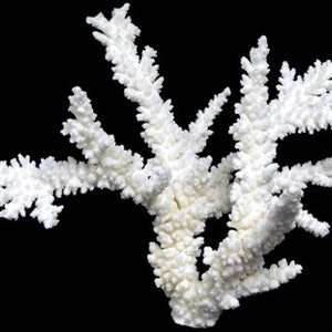 Real  Branch Coral  Reef Natural Medium to Large approx. 10 1/2 to 14" inch Nautical Decor,Wedding Table Decor,Centerpiece