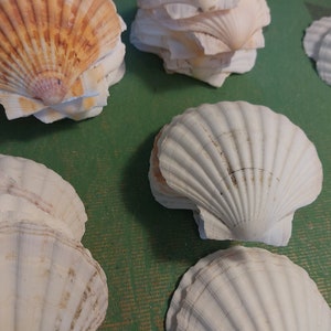 12 Irish Baking ibs 2nd Quality sold as is no returns pecten shell white scallop  3.5 4&quot; off white pastel Wedding craft supply Decoupage