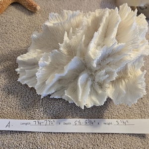 TRUE LETTUCE Coral 7 1/2  to 11 1/2&quot; Real Coral Reef Genuine sea life Coral tree fan tree coral Rock Nautical Decor 35 Anniversary