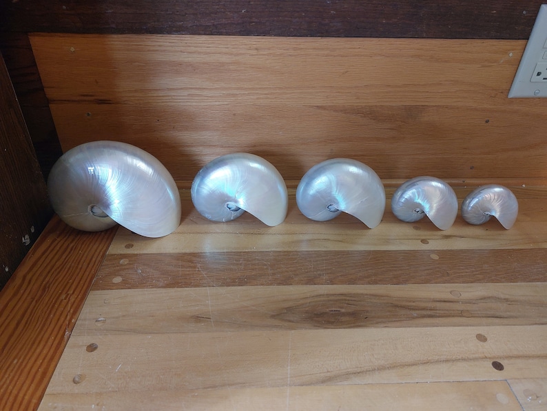 Pearl Nautilus Shell 2 a 5 4,5 a 5,5 o 5 a 6 pulgadas de tamaño 13 a 20 cm 1 pieza Blanco Pearlized Nautilus Shell Beach Decor, Artesanía imagen 7