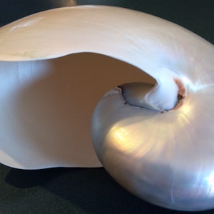 Pearl Shell Large Extra Large Large Pearl Nautilus Shell Irredescent Chambered Shell ...