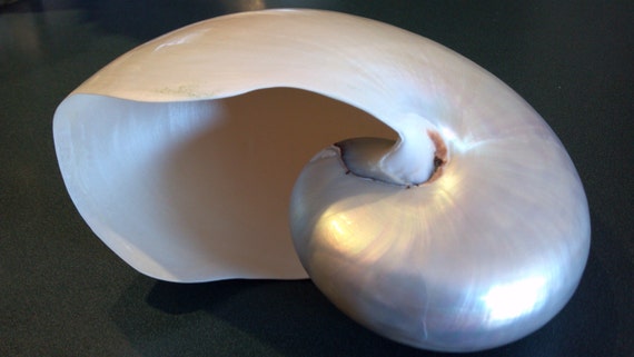Nautilus Perlmutt-Muschel weltweit bcr026 ✔ 100% Original 
