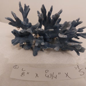 Real Blue Ridge Coral Reef Small to Medium Genuine Coral Natural 6 to 9 1/2 inches approx. sea life Decor,Wedding Table Decor,Centerpiece image 5