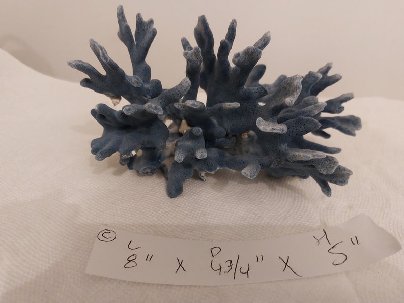 Real Blue Ridge Coral Reef Small to Medium Genuine Coral Natural 6 to 9 1/2 inches approx. sea life Decor,Wedding Table Decor,Centerpiece image 5