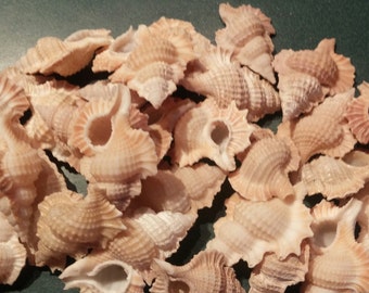 1-100 pcs Large Apolon Perca Bursa Murex shells maple leaf seashell Beige earth tones Seashell 1 to 2" Inches Snail Like whimsical frog like