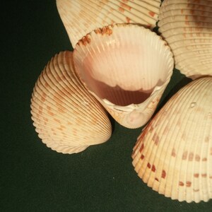 May include: A group of five seashells with a light brown color and a textured surface. The shells are arranged in a cluster on a dark green background.