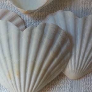 Heart shaped Irish Baking Shells Ibs pecten pectin Off white Pastel scallop 3.5-4.5" 5 -100 pcs Wedding Decoration Beach craft supply Wreath