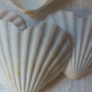 Heart shaped Irish Baking Shells Ibs pecten pectin Off white Pastel scallop 3.5-4.5&quot; 5 -100 pcs Wedding craft supply Decoupage Free US Ship